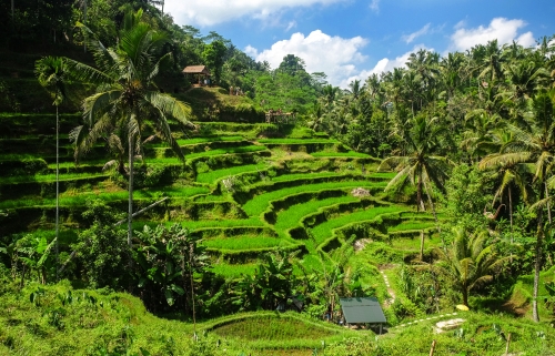 Reisterrassen nahe Ubud