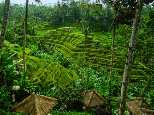 Reisterrassen nahe Ubud