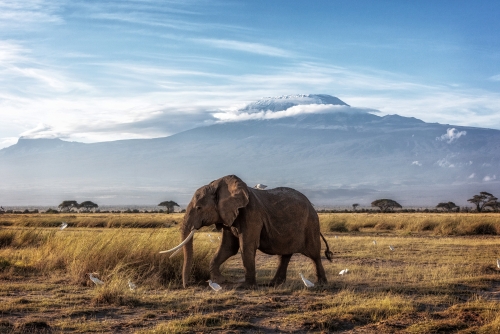 Amboseli-Nationalpark  - bekannt für große Elefantenherden und den Blick auf den Kilimandscharo