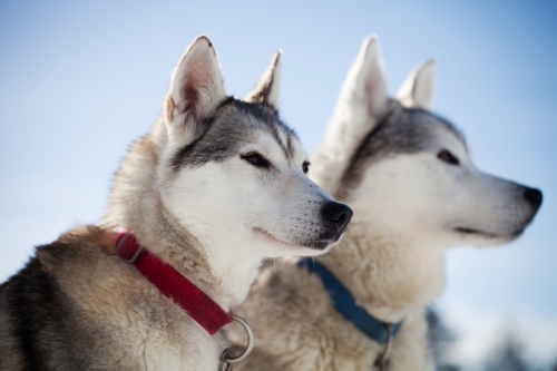 Huskies