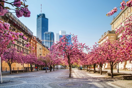 Kirschbaumblüte in Frankfurt, Deutschland