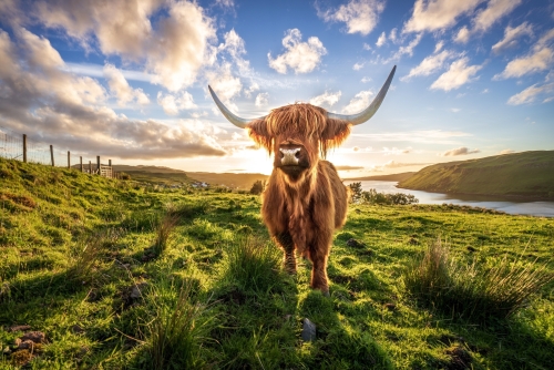 schottisches Highlandrindµ1