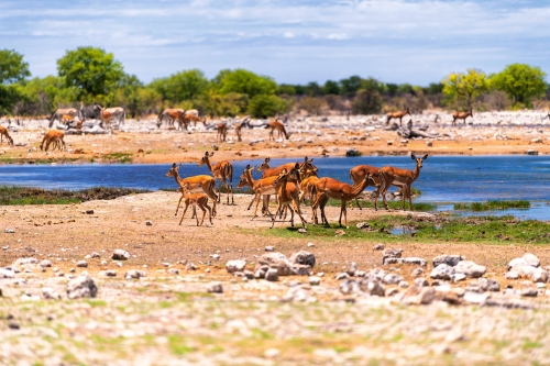 Antilopenherde an einem Wasserloch im Etosha-Nationalpark
