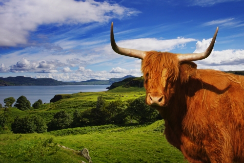 Hochlandvieh in Schottland