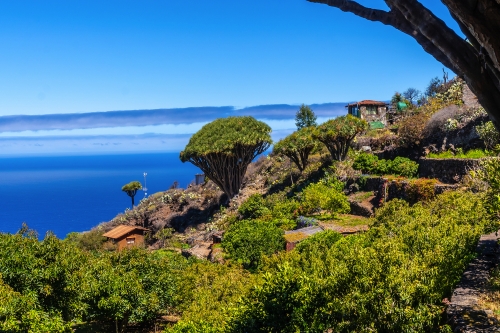 Wanderweg Las Tricias im Norden der Insel La Palma