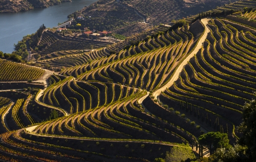 Kulturerbe der UNESCO: die wunderschönen endlosen Reihen der Weinberge des Douro-Tals