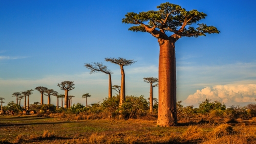 Baobab
