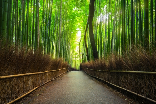 Bambuswald von Arashiyama bei Kyoto