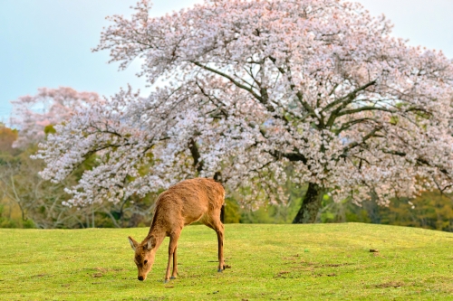 Nara-Hirsch im Frühlingsparkµ6