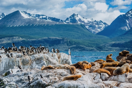 Seelöwen im Beagle-Kanal nahe Ushuaia