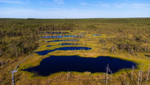 Luftaufnahme des Viru-Moores im Lahemaa-Nationalpark