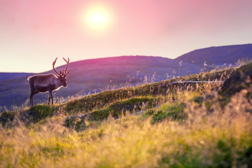 Rentiere grasen bei Sonnenuntergang auf einem Hügel in Lappland