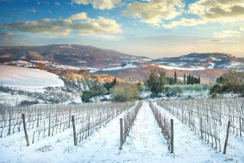 Weinbergreihen, die im Winter bei Sonnenuntergang von Schnee bedeckt sind Chianti Siena Italien