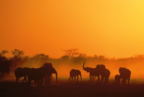 Elefanten in Namibia