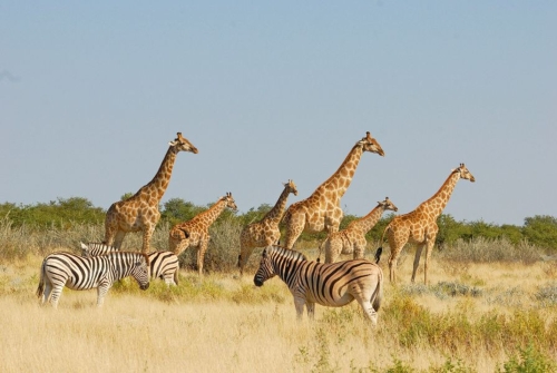 Giraffen und Zebras in Etoscha