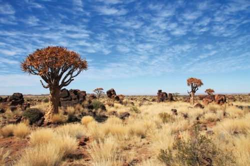 Köcherbaumwald in Namibia