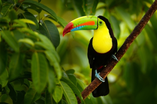 © ondrejprosicky - stock.adobe.com Tukan in Costa Rica