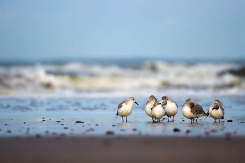 Strandläufer im Wattenmeer