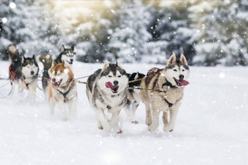 © belyaaa - stock.adobe.com Schlittenhunderennen