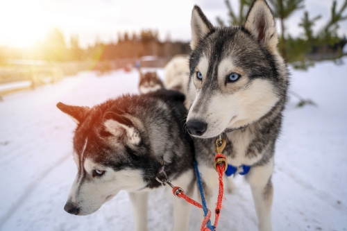 Schlittenhunderennen