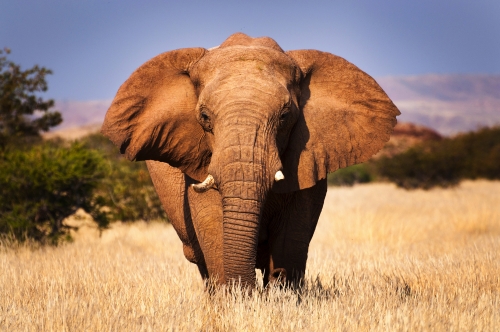 Elefant in der Savanne in Namibia