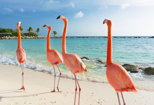 Flamingos laufen am Strand von Aruba