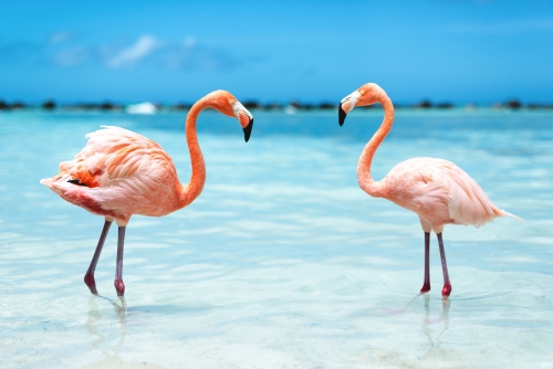 rosa Flamingos am Flamingo Beach