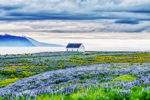 blühende Lupinen vor einem einsamem Haus an der Atlantikküste nahe Akureyri