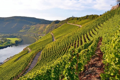 Weinberge an der Mosel