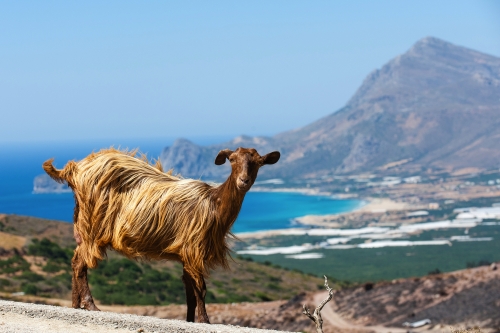 Ziege auf Kreta~1