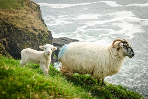 Mutterschaf mit Lämmchen auf grasbewachsenen Klippen in Dingle, Irlandµ1
