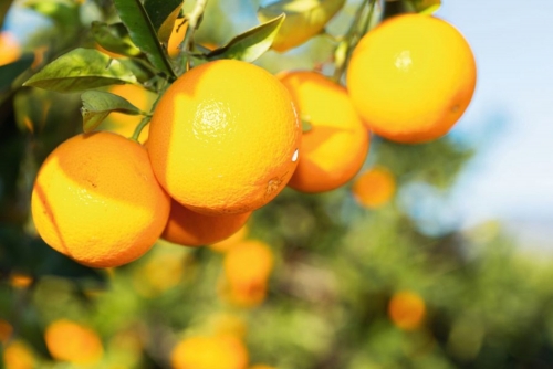 Valencia orange trees