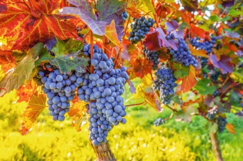 Weinreben im Herbst