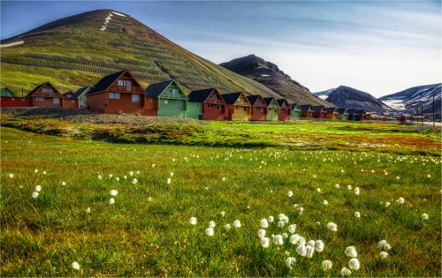bunte Holzhäuser in Longyearbyen auf Spitzbergen mit Wollblumen und grüner Wiese im Vordergrund