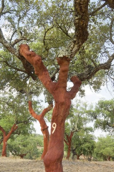 Cork trees