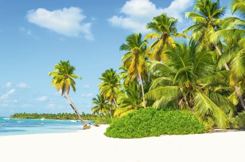 Beautiful tall palm trees and white sandy beach