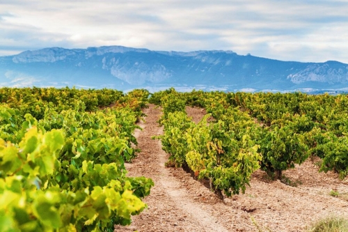 Vineyards near Logrono