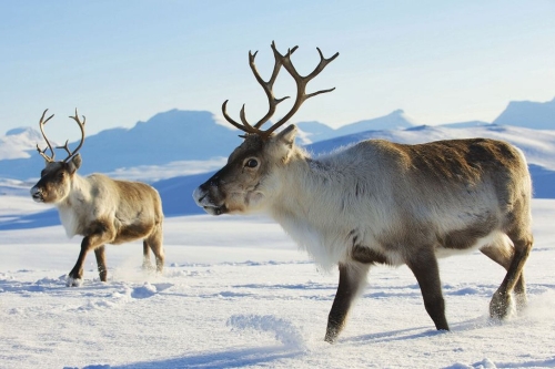 © Dmitry Chulov - Fotolia Rentiere im Schnee