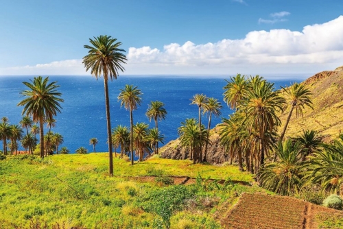 Palmen in tropischen Landschaft von der Insel La Gomera,Spanien