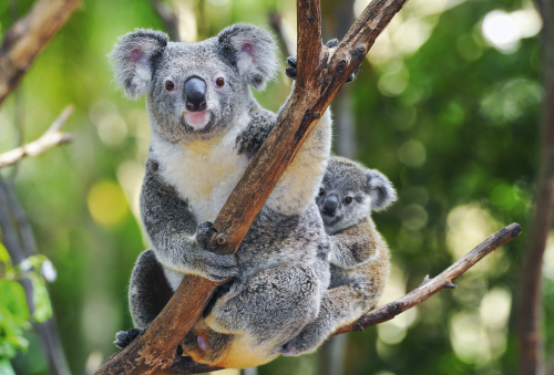 Koala