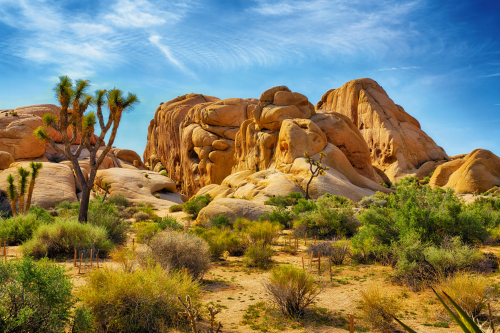 Joshua Tree Nationalpark