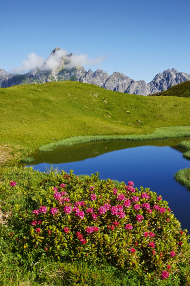 Alpenrosenblüte in den Bergen