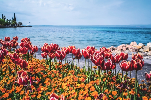 Tulpen am Seeufer von Bardolino