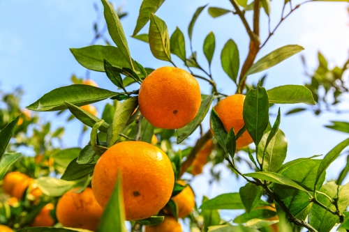 Reife Orangen im Orangenhainµ4