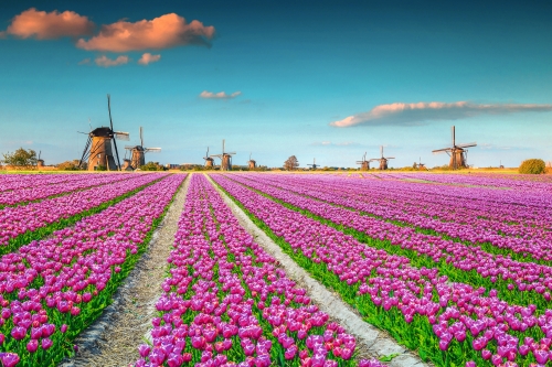osa Tulpenfelder und traditionelle holländische Windmühlen in Kinderdijkµ2