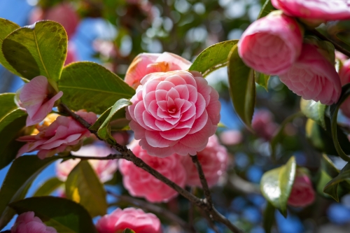 Nahaufnahme einer rosa Kamelienblüte mit grünen Blättern~3µ2