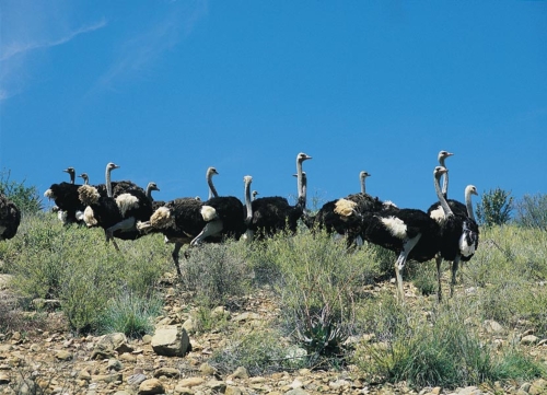 www.southafricantourism.de