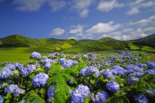 wilde Hortensie auf der Insel Flores, Azoren