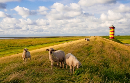 Schafe am Pilsumer Leuchtturm