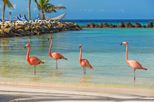 Vier Flamingos am Strand